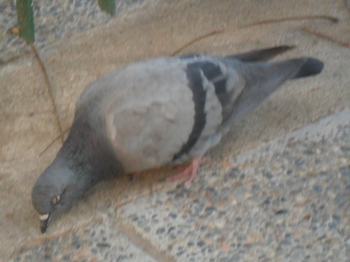 Rock Pigeon (Feral Pigeon) - ML589087831