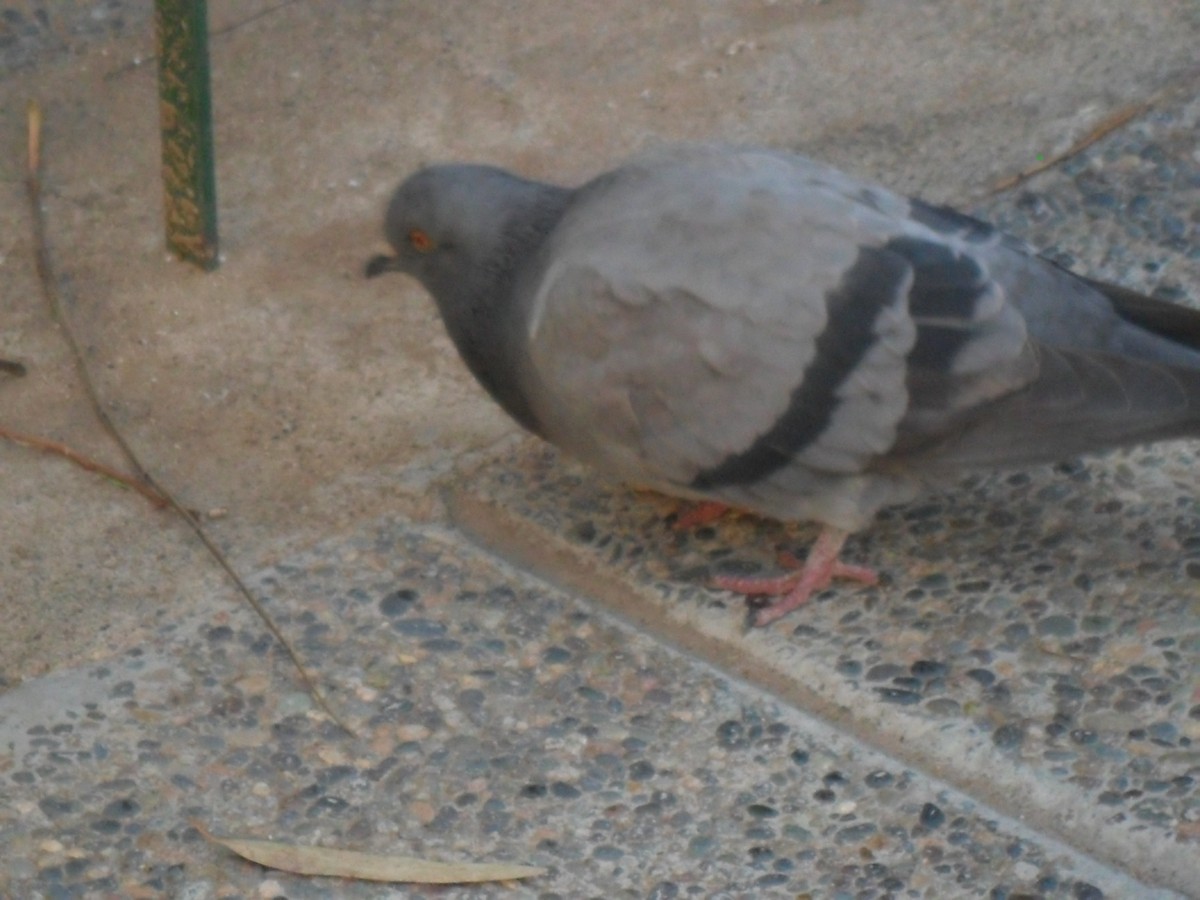Rock Pigeon (Feral Pigeon) - ML589087841