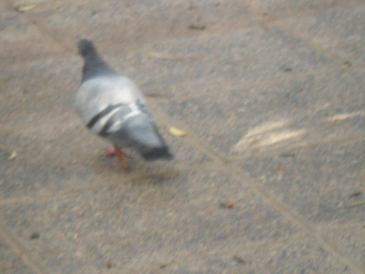 Rock Pigeon (Feral Pigeon) - ML589087851