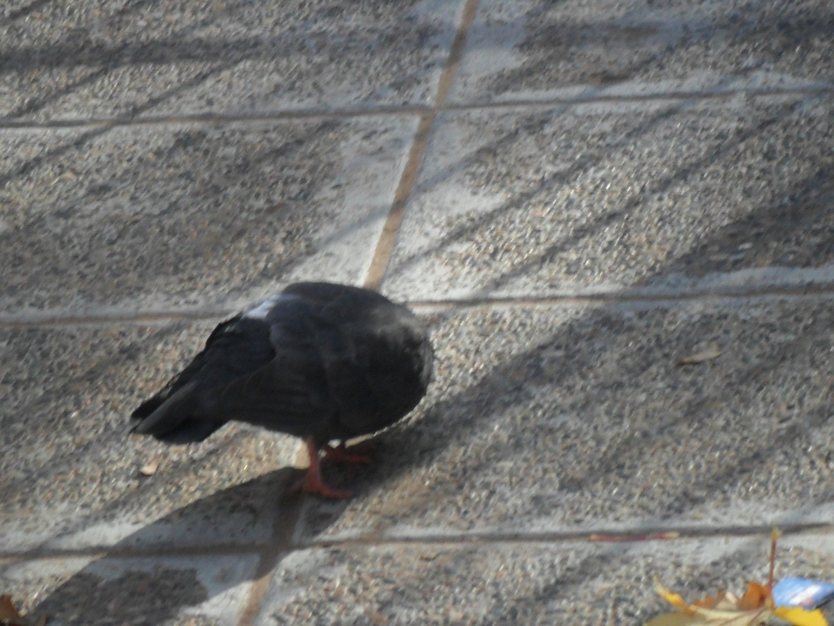 Rock Pigeon (Feral Pigeon) - ML589087861
