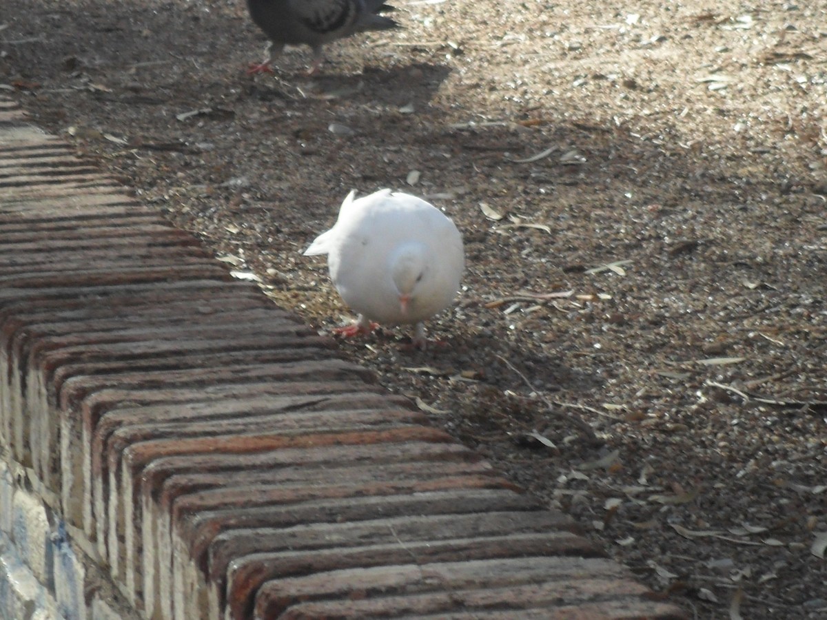 Rock Pigeon (Feral Pigeon) - ML589087871