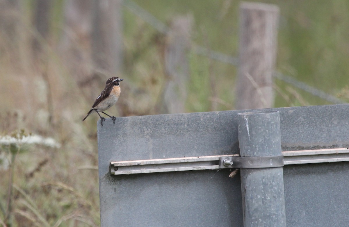 Whinchat - ML589088031