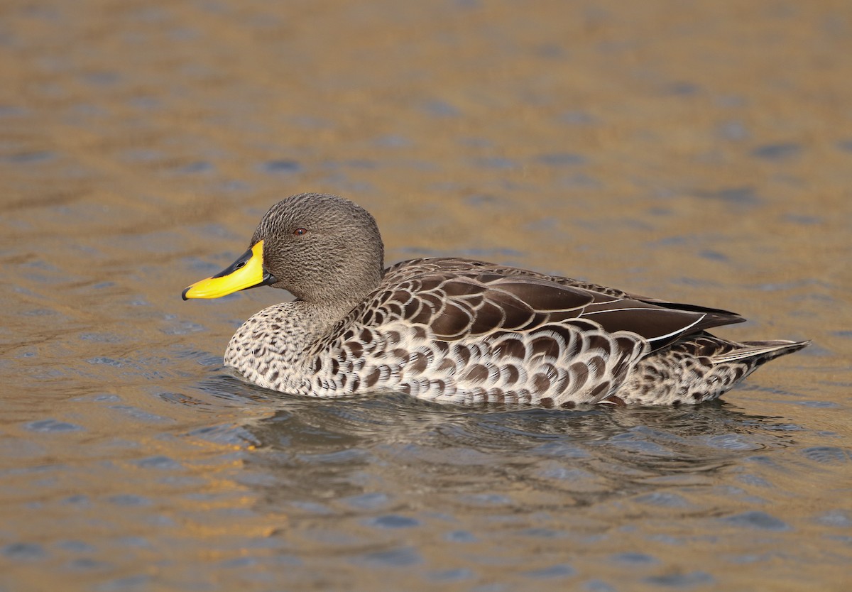 Yellow-billed Duck - ML589089051