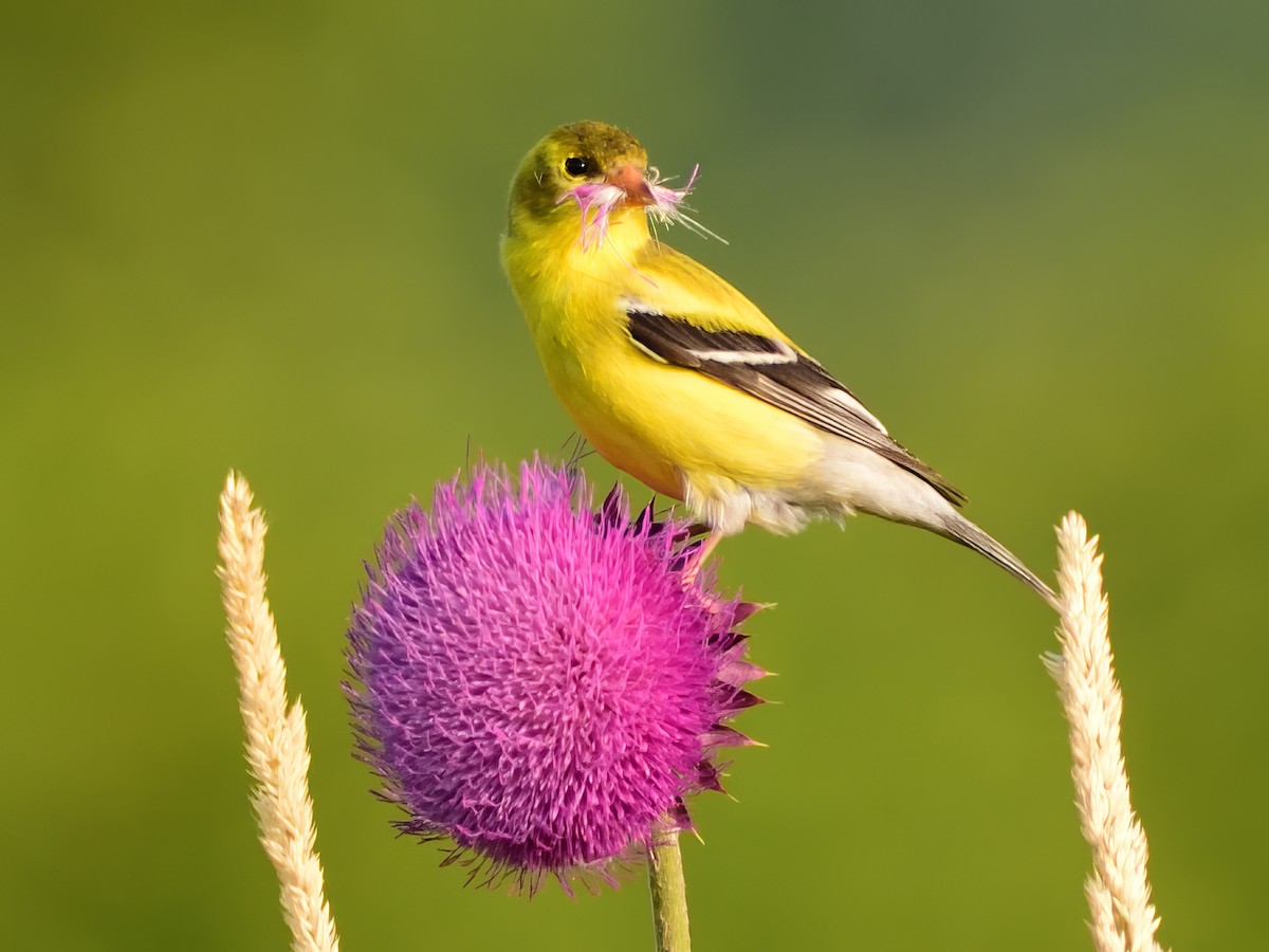 American Goldfinch - ML589089071