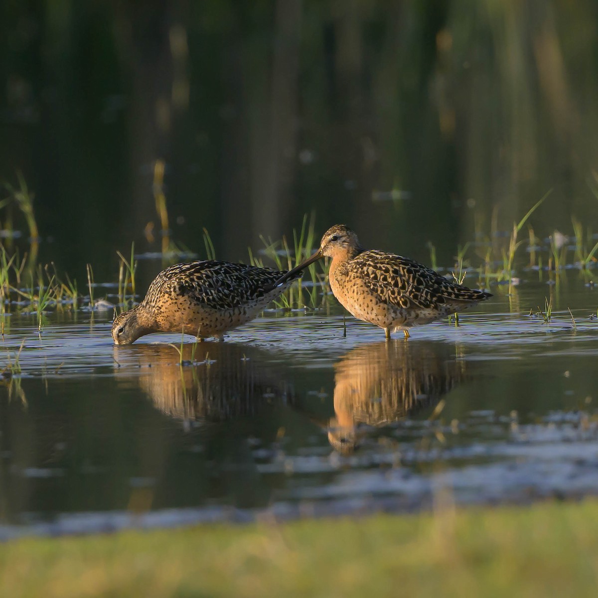 kortnebbekkasinsnipe - ML589089381