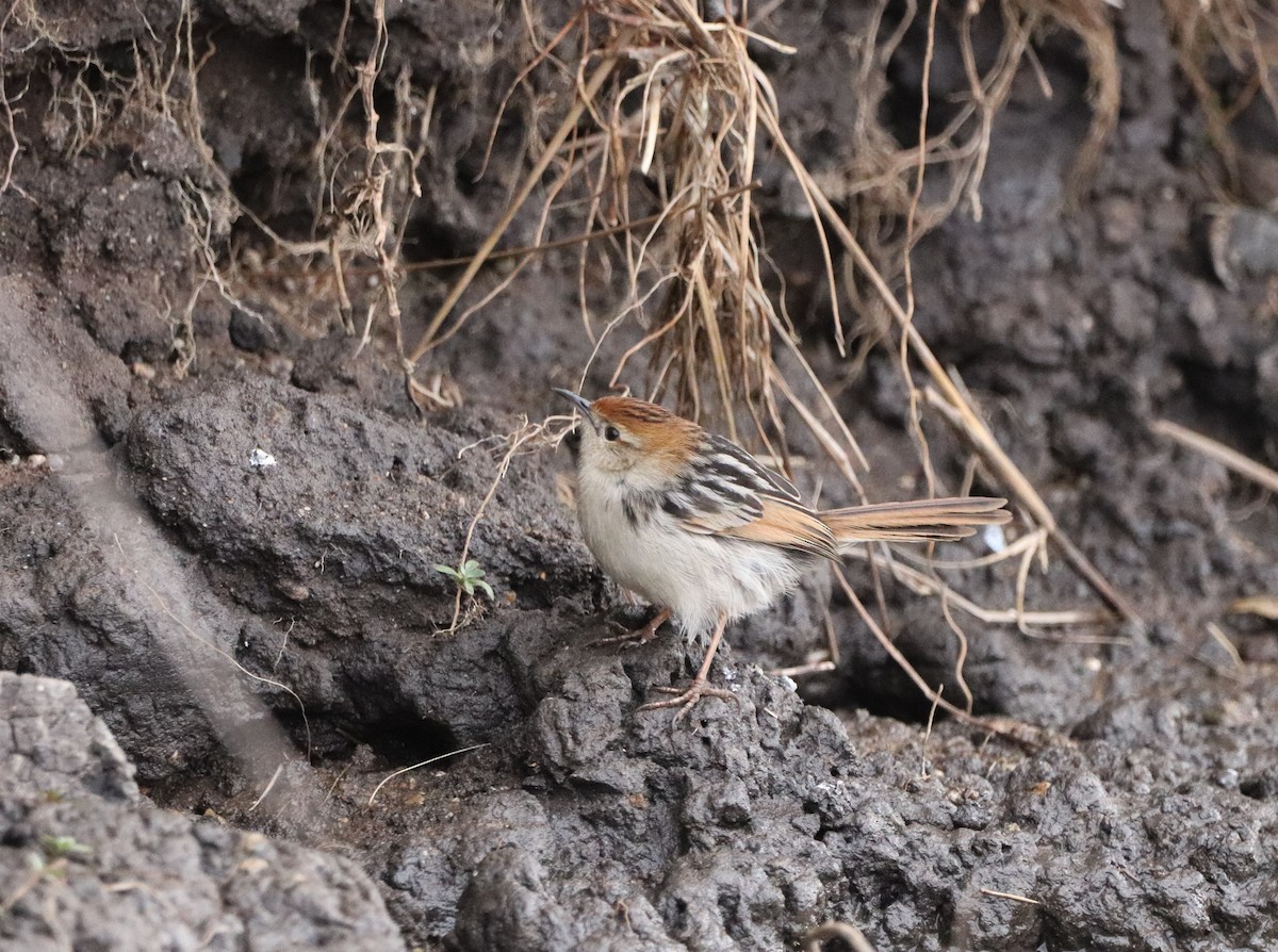 Levaillant's Cisticola - ML589089741