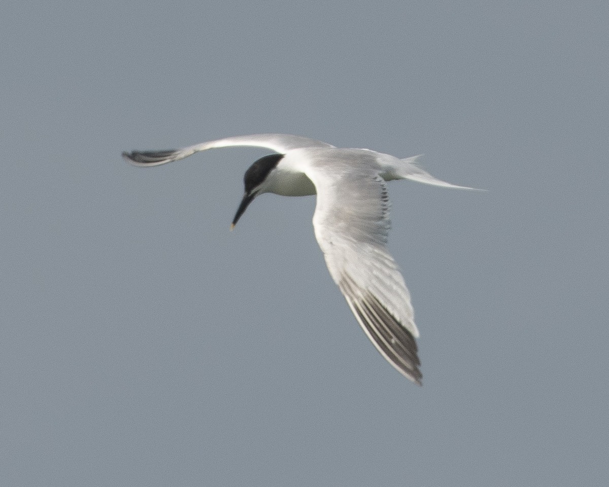 Sandwich Tern - ML589089761