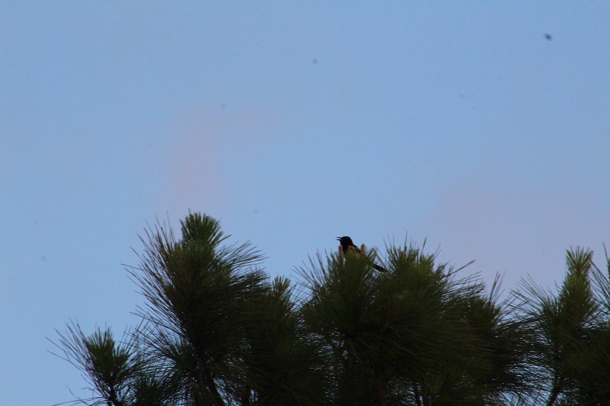 Bahama Oriole - ML58909001