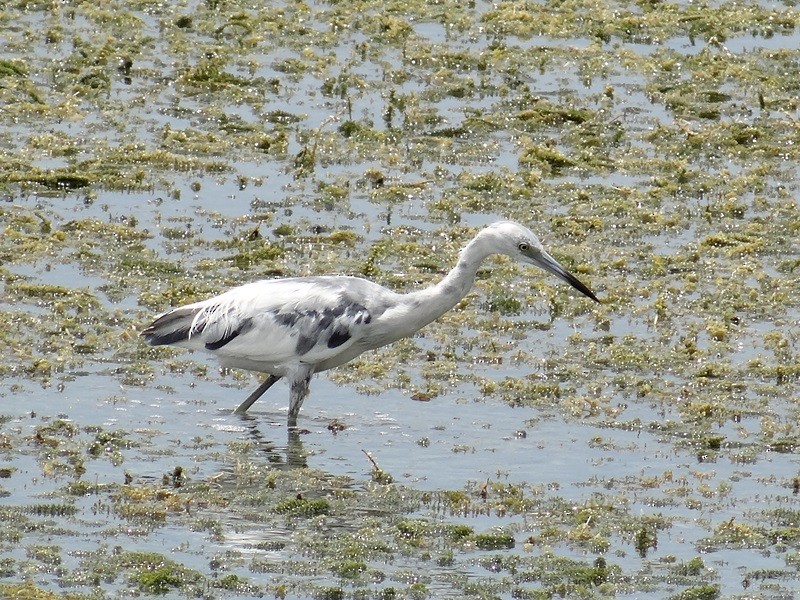 Little Blue Heron - ML58909061