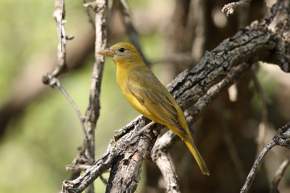 Summer Tanager - ML58909081