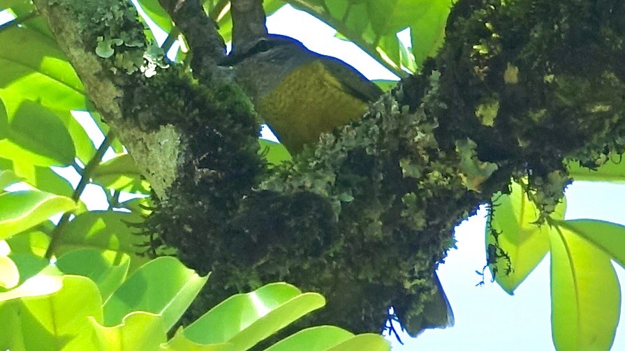 Purple-throated Cuckooshrike - ML589091051