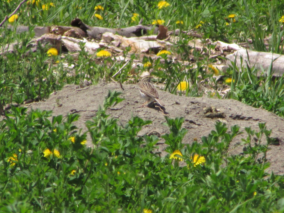 Savannah Sparrow - ML58909221