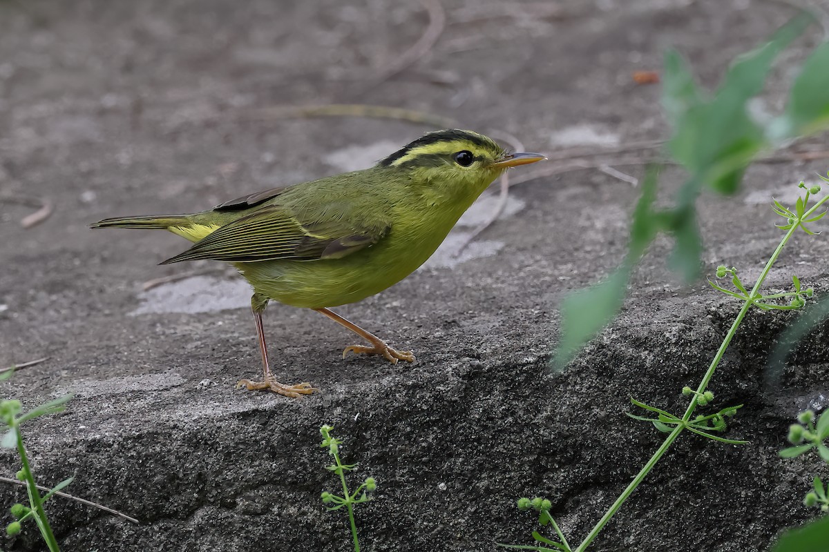 Sulphur-breasted Warbler - 趙 偉凱