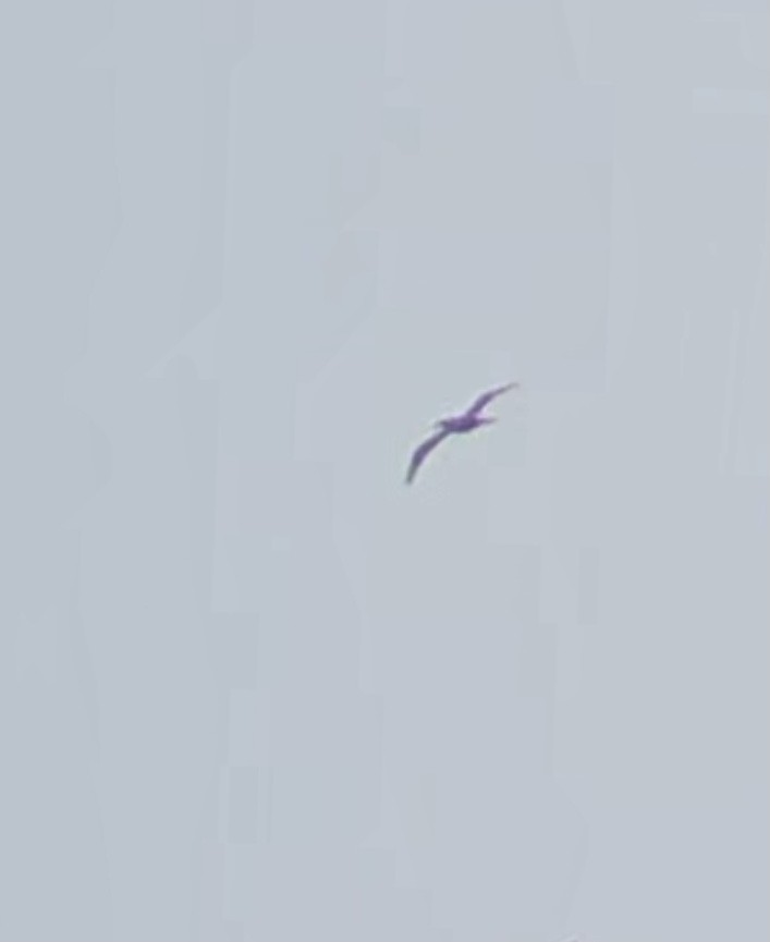 Brown Booby - ML589092731