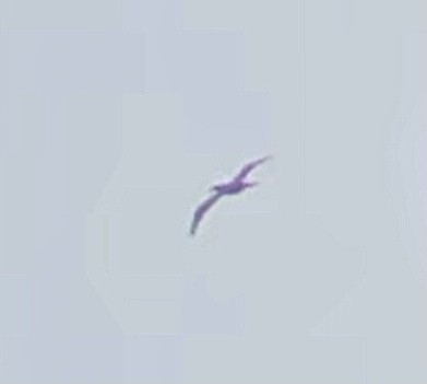 Brown Booby - ML589092741