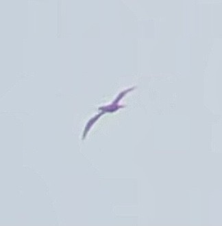 Brown Booby - ML589092761