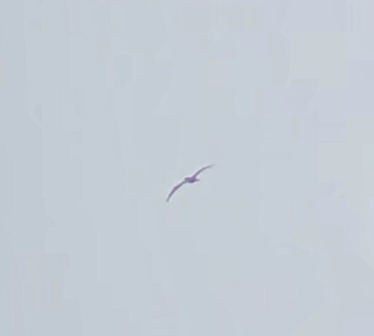 Brown Booby - ML589092771