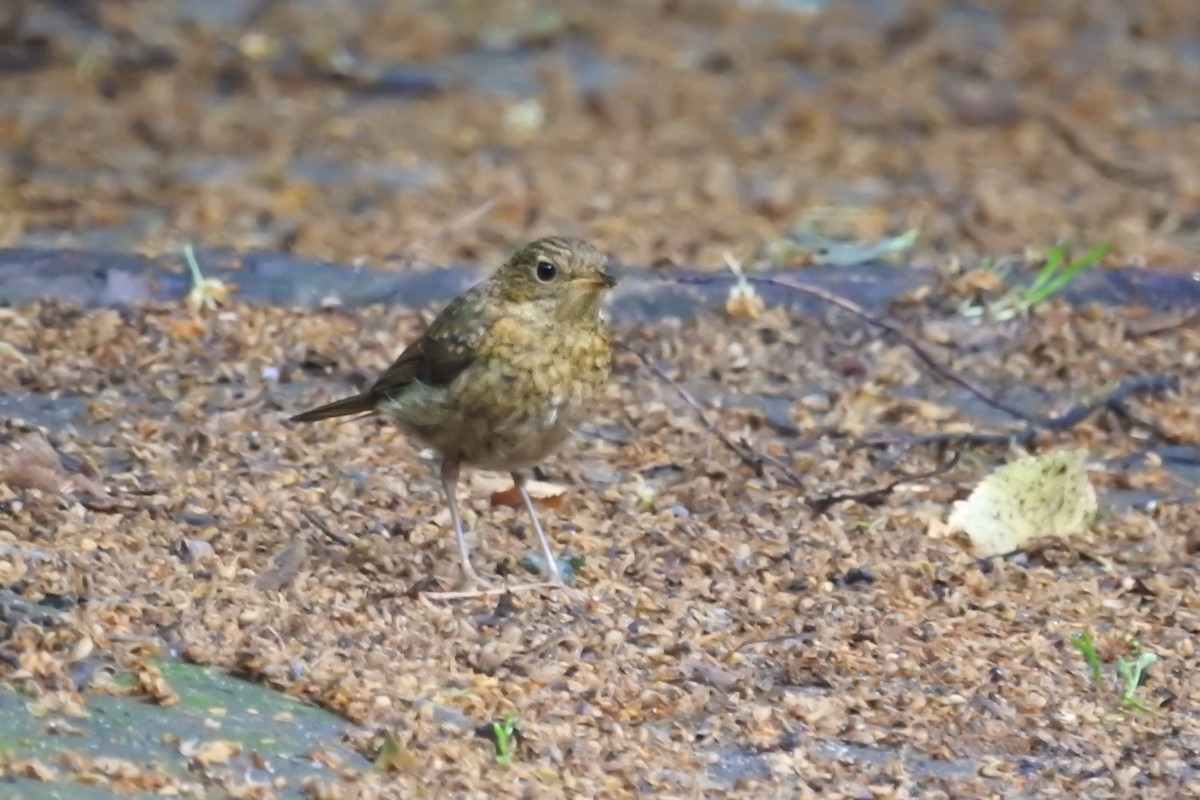 European Robin - ML589093021