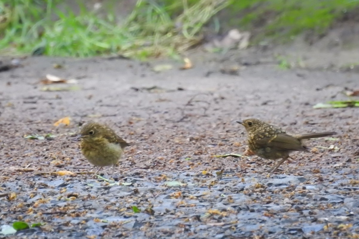 Rotkehlchen - ML589093041