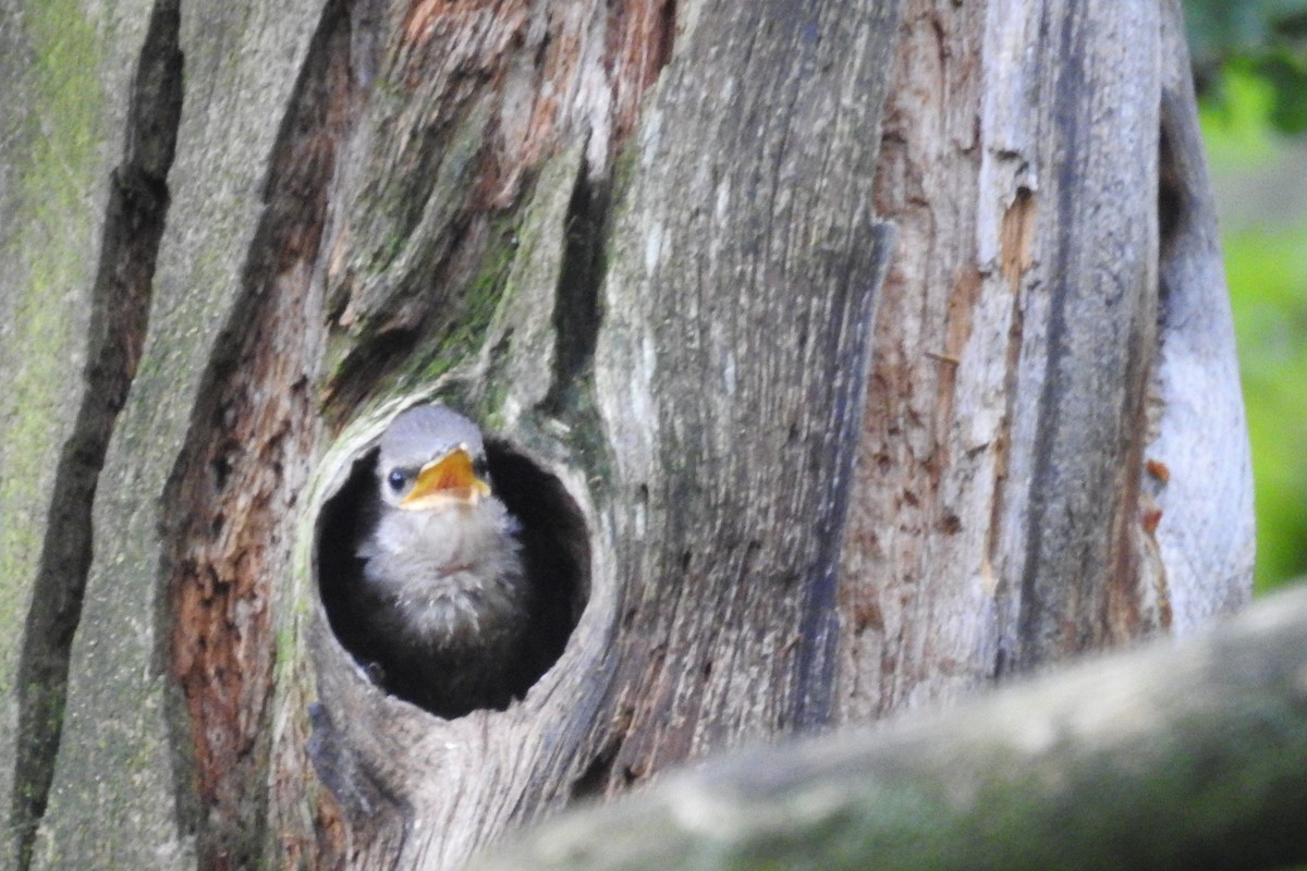 European Starling - ML589093071