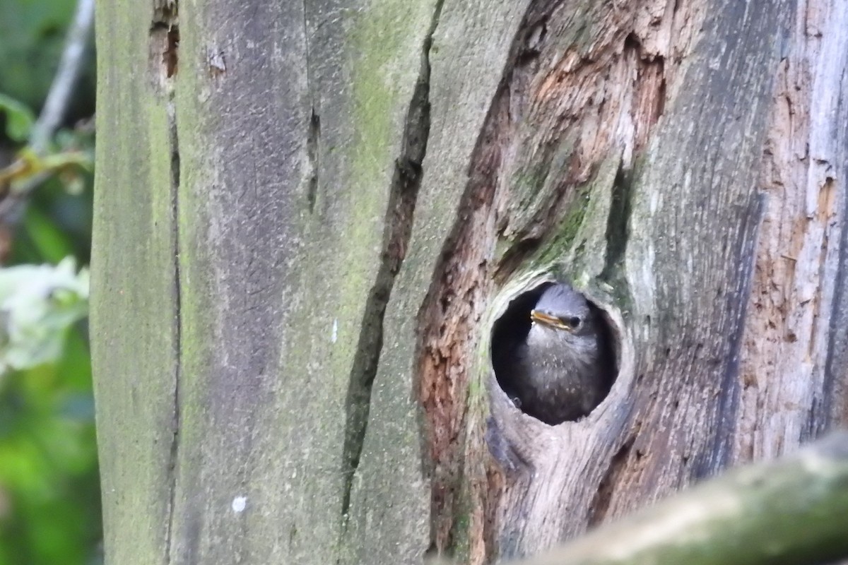 European Starling - ML589093081