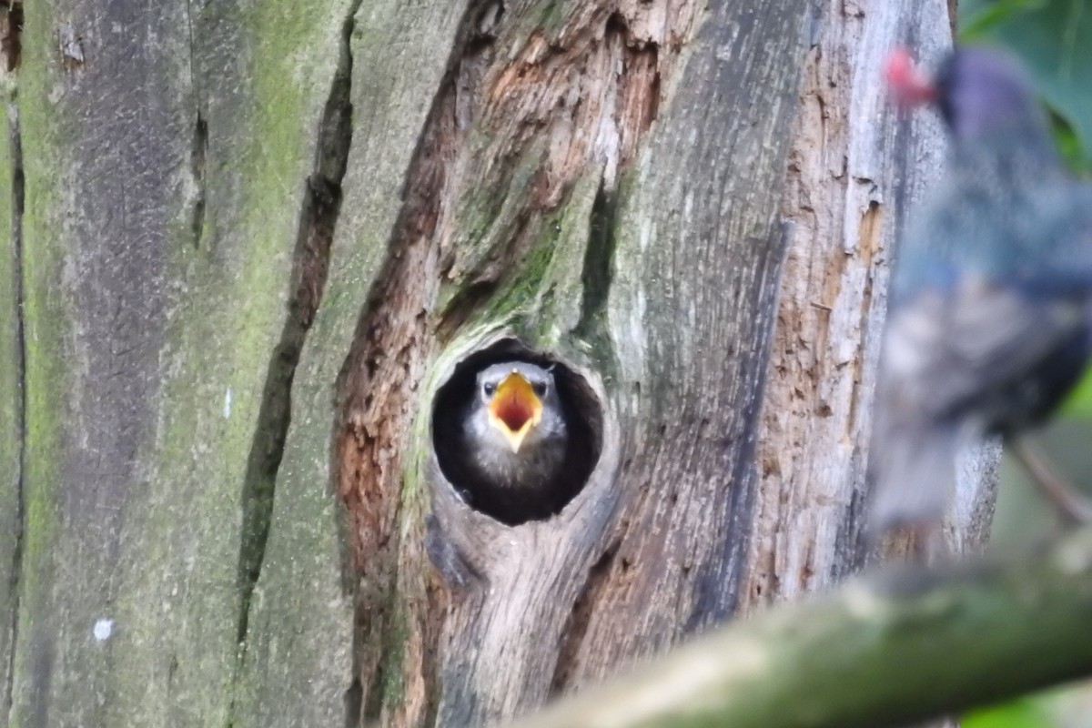 European Starling - ML589093091