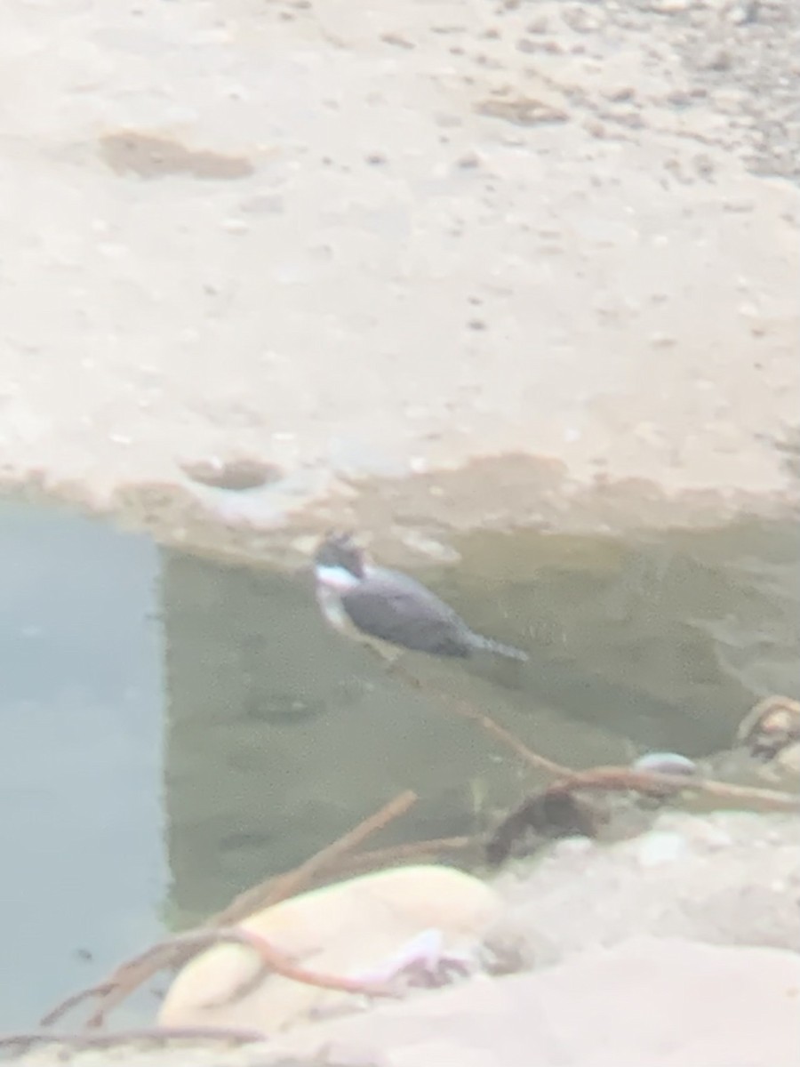 Crested Kingfisher - ML589093751