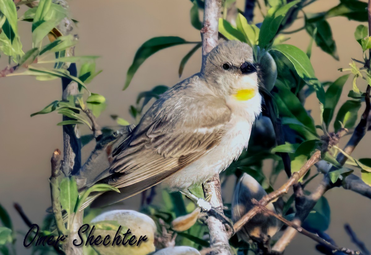 Yellow-throated Sparrow - omer shechter