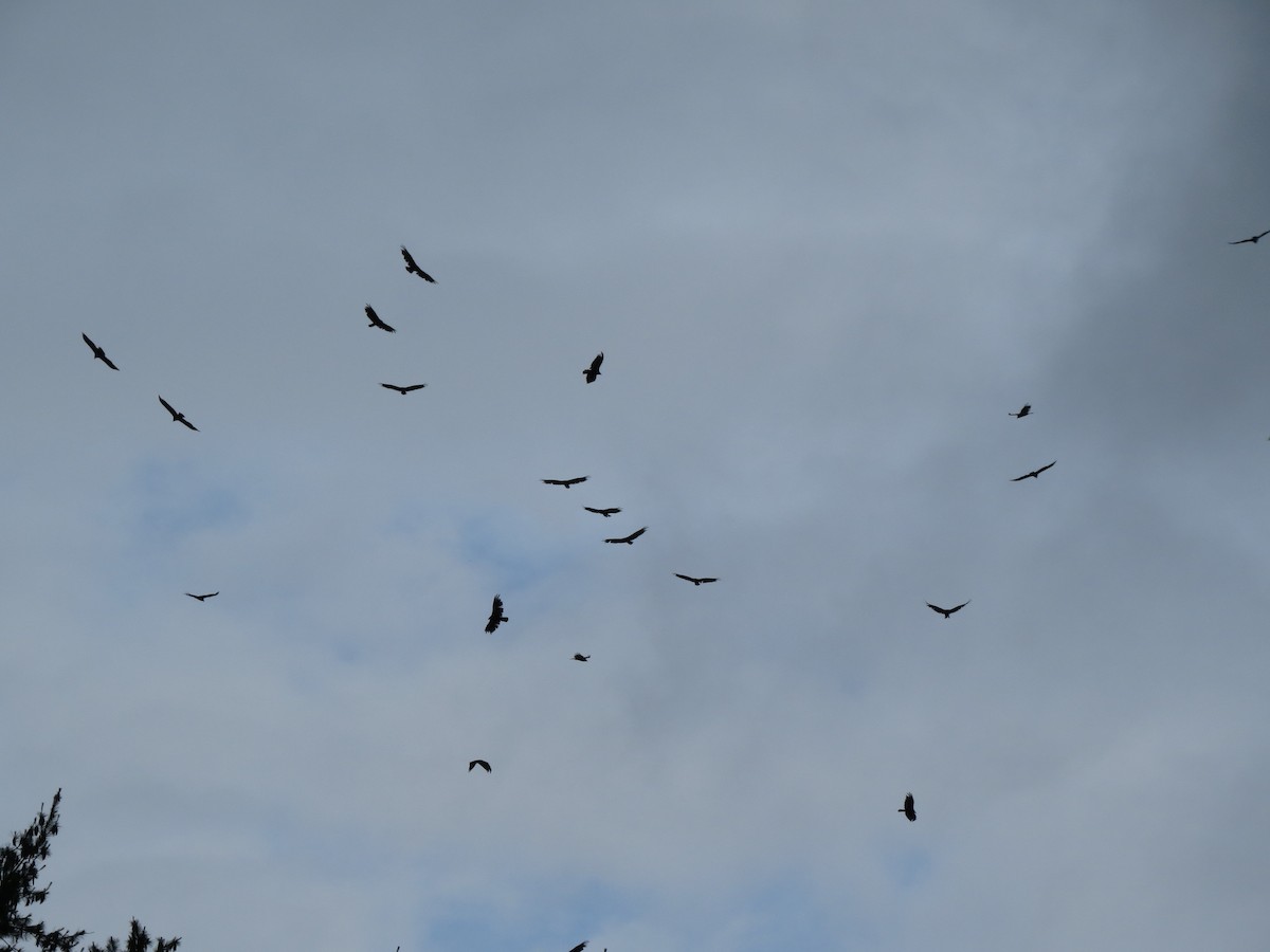 Turkey Vulture - ML589095531