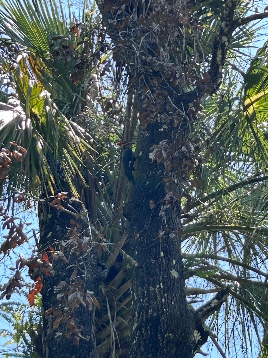 Pileated Woodpecker - ML589095791