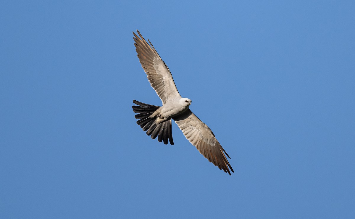 Mississippi Kite - ML589096151