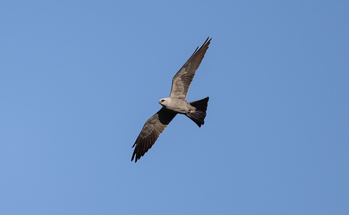 Mississippi Kite - ML589096281