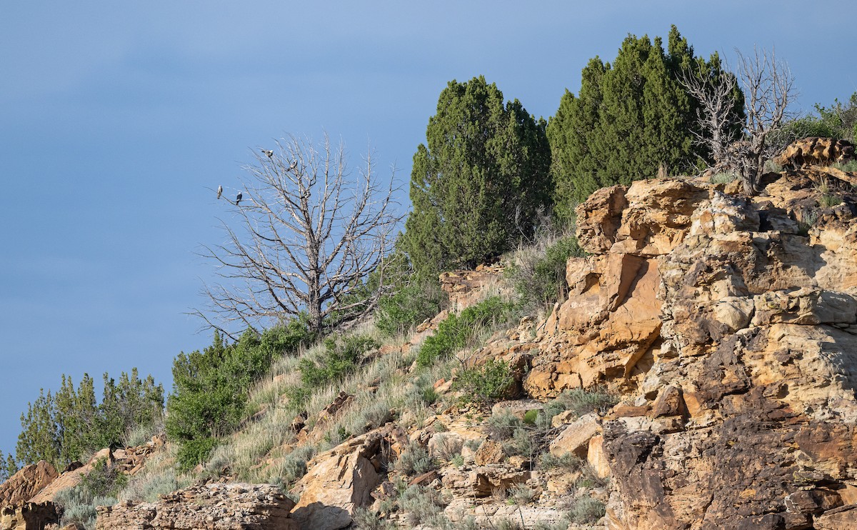 Mississippi Kite - ML589096381