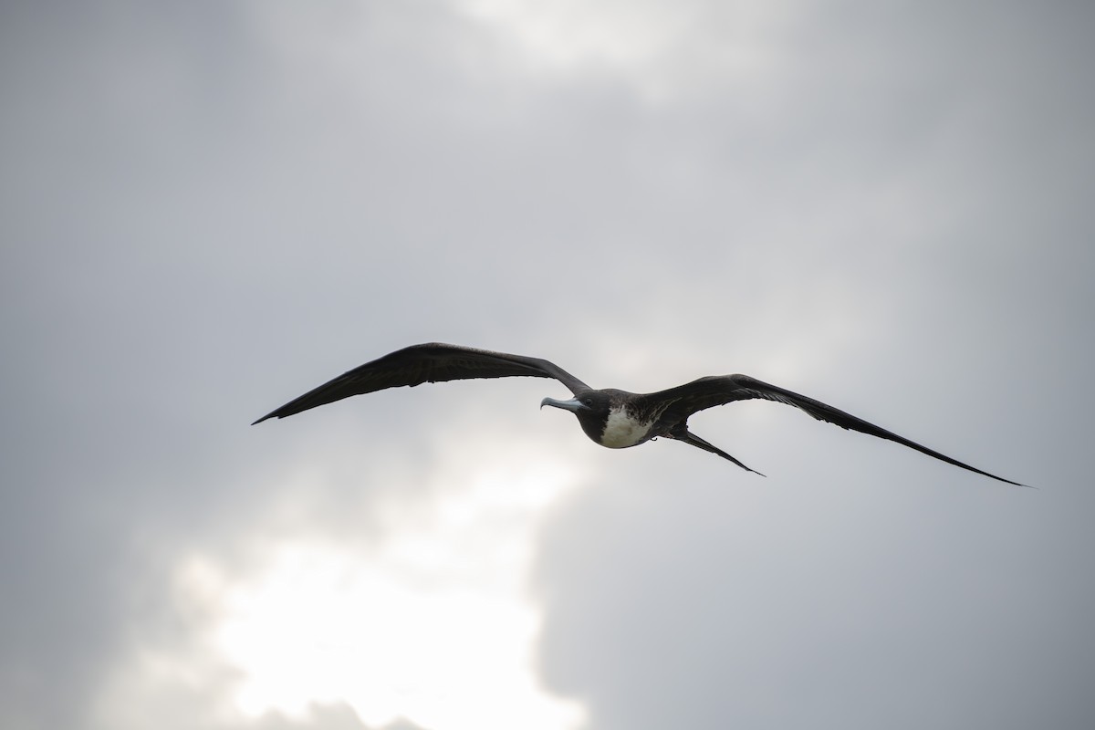 Magnificent Frigatebird - Eric Schertler