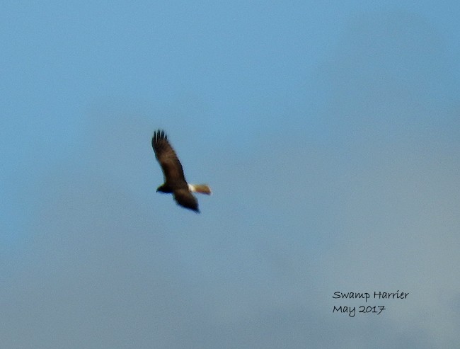 Swamp Harrier - ML58909741