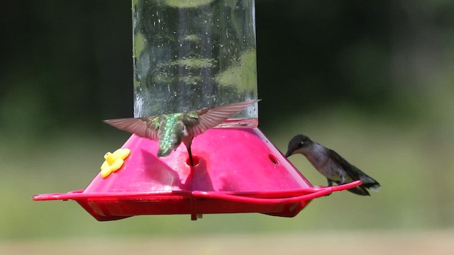 Ruby-throated Hummingbird - ML589097441