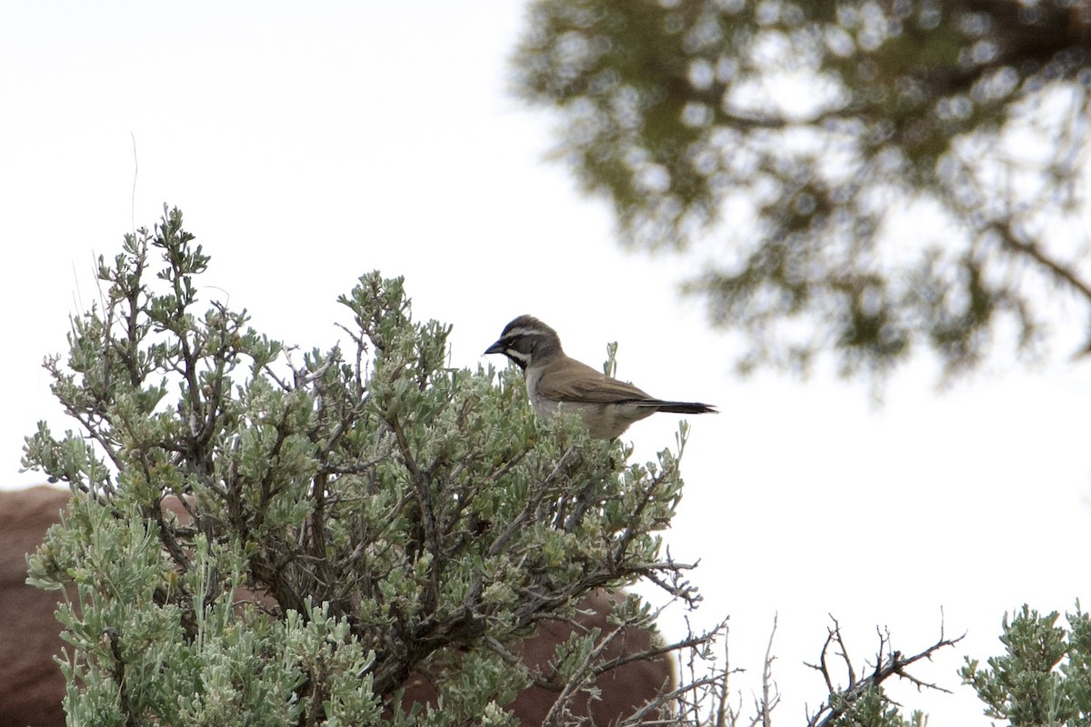 Black-throated Sparrow - Frank Stetler