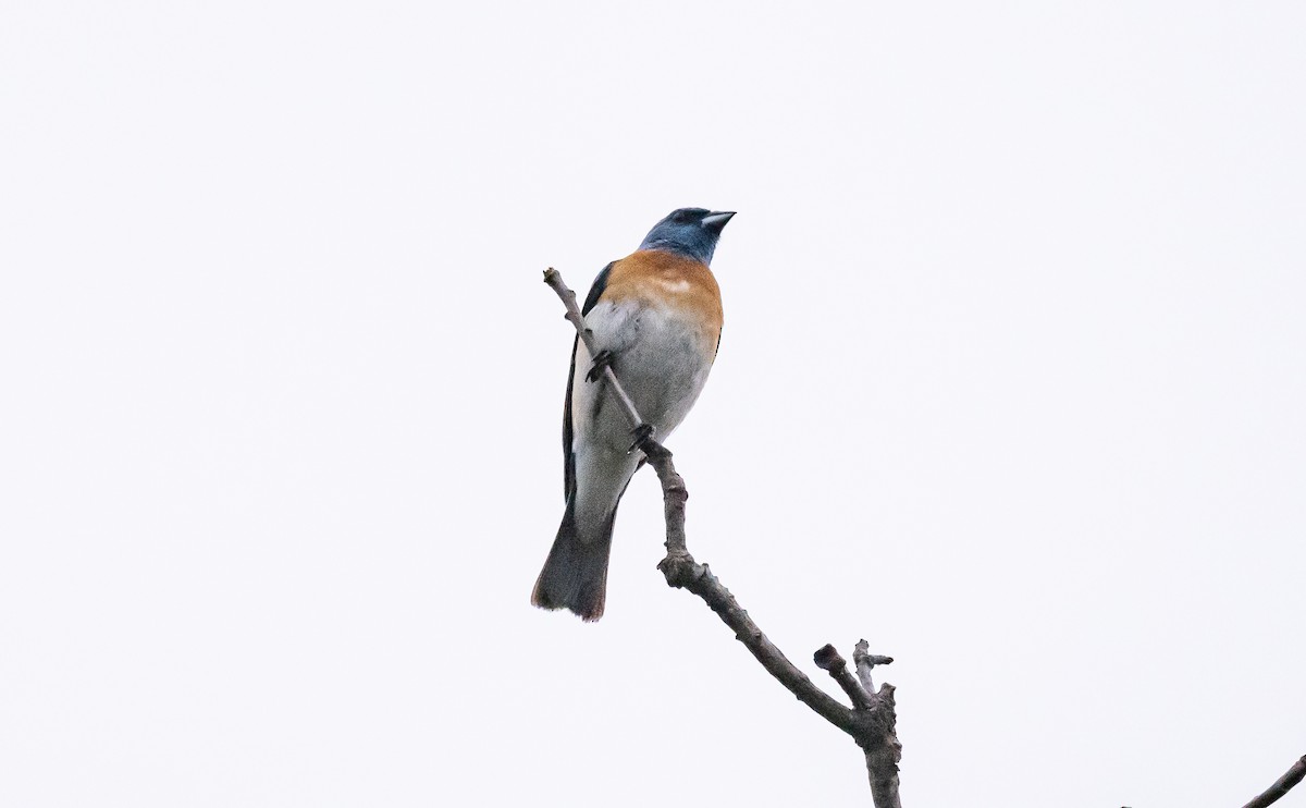 Lazuli Bunting - ML589097971