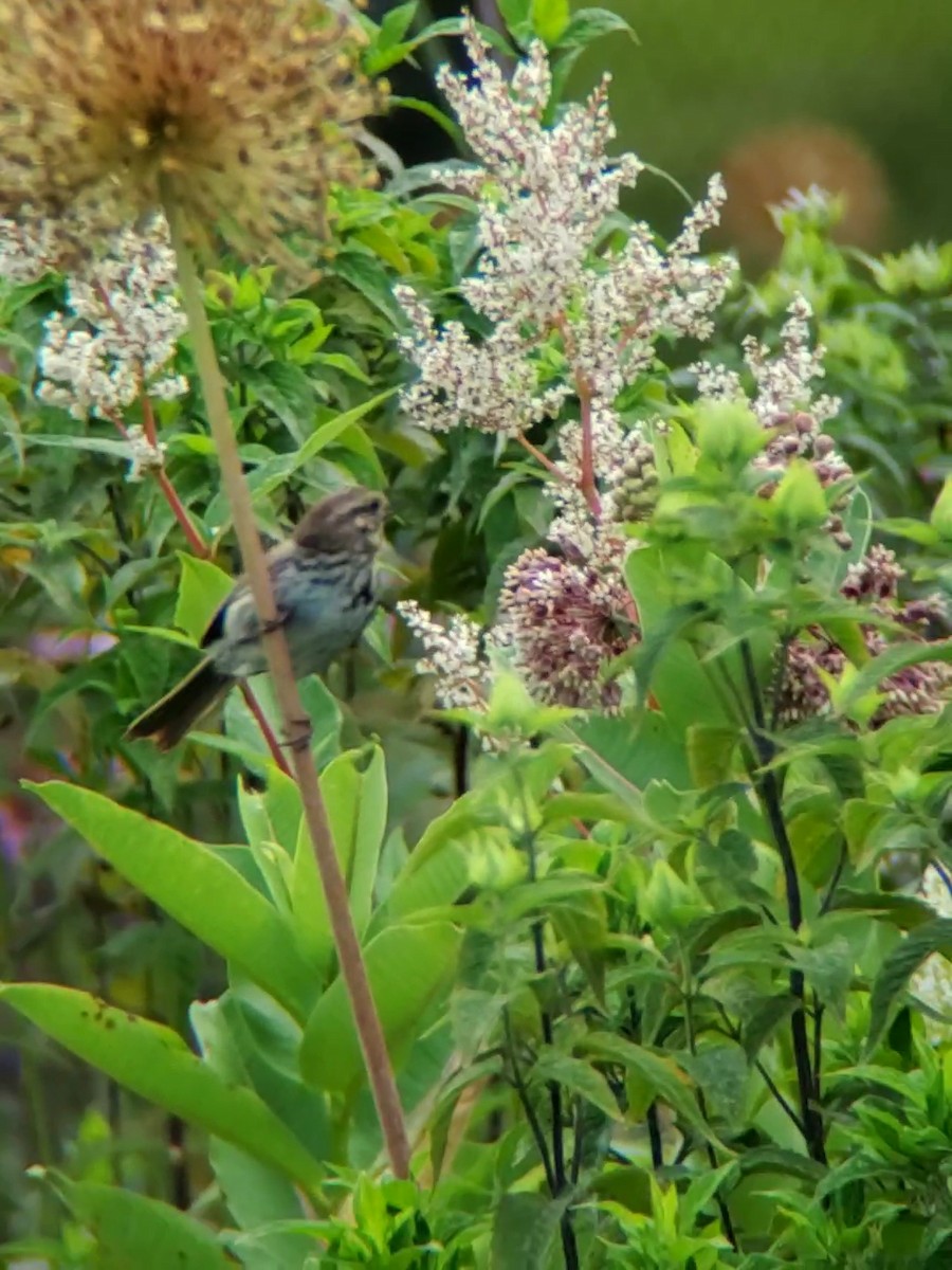 Song Sparrow - ML589097981