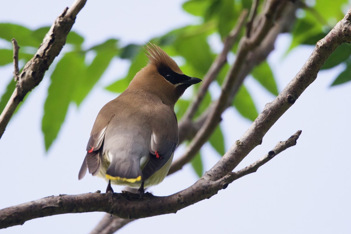 Cedar Waxwing - George Forsyth