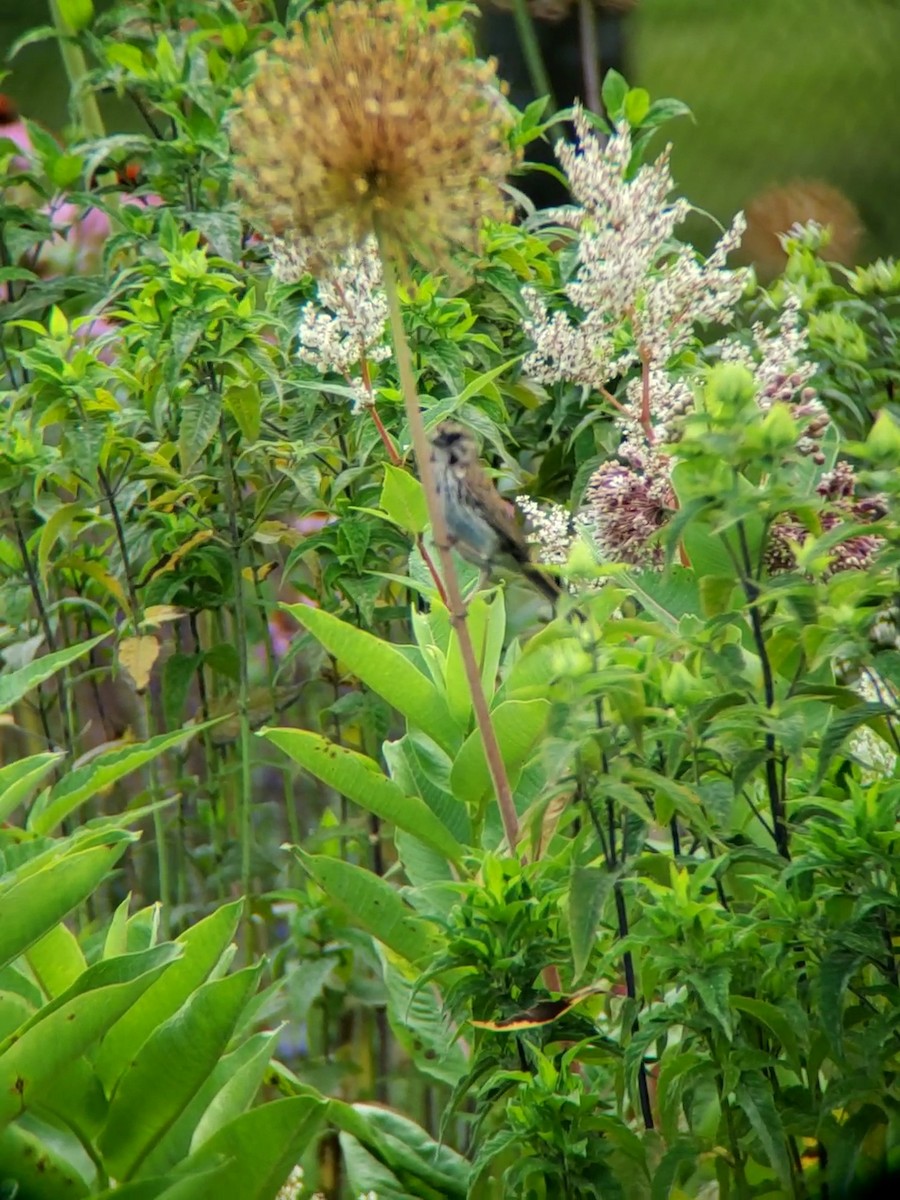 Song Sparrow - ML589098111