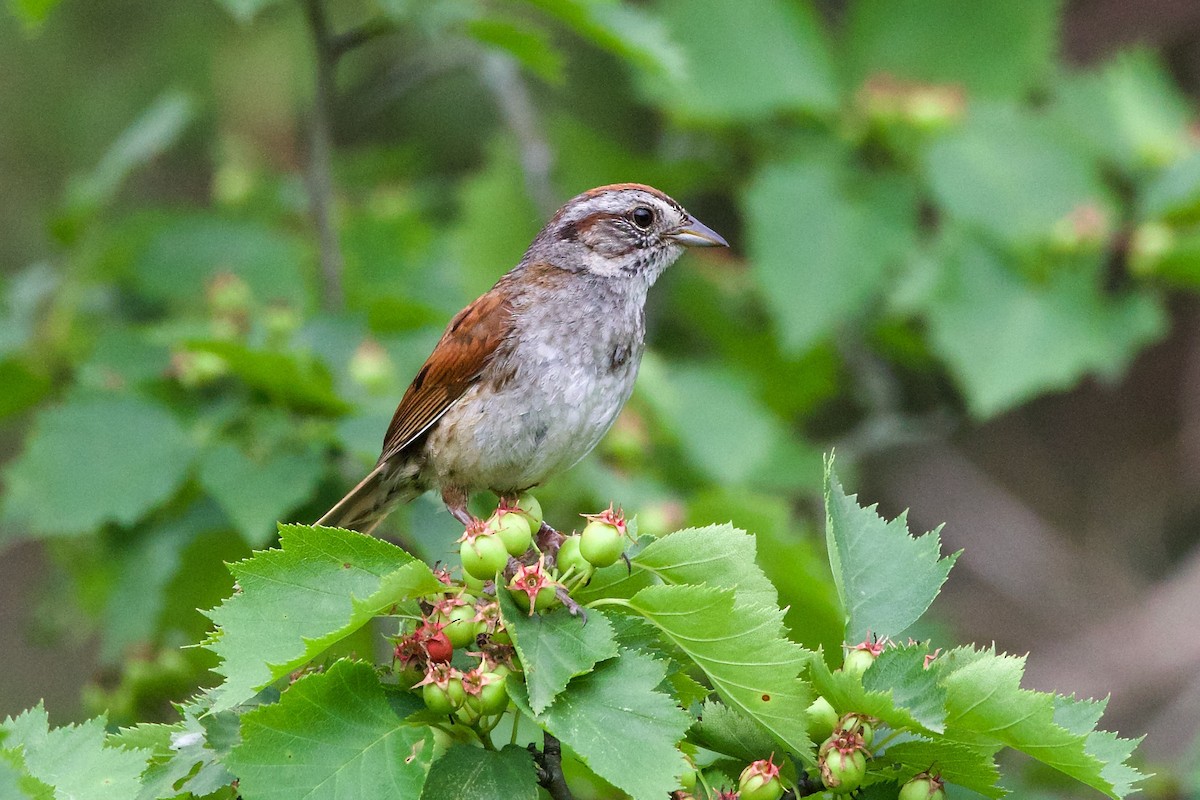 Swamp Sparrow - George Forsyth