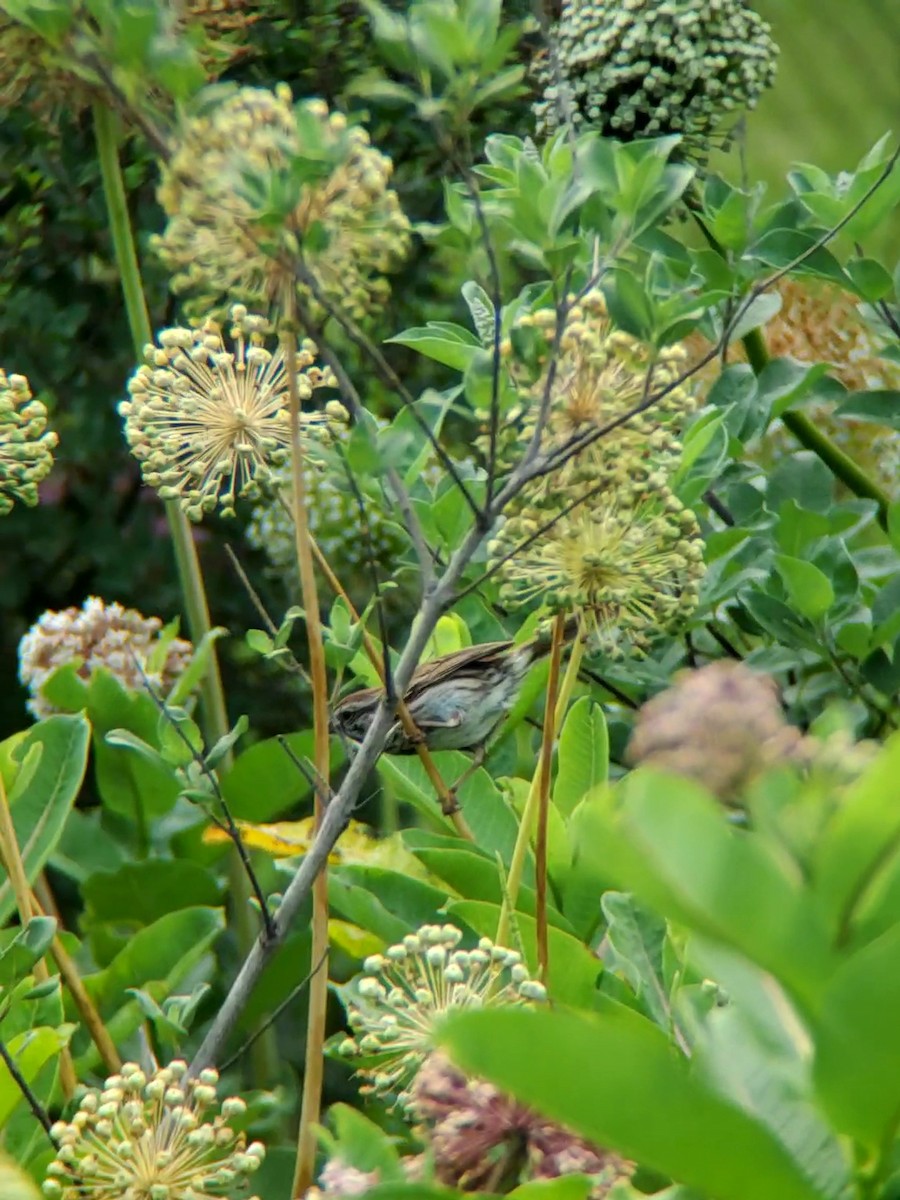 Song Sparrow - ML589098161