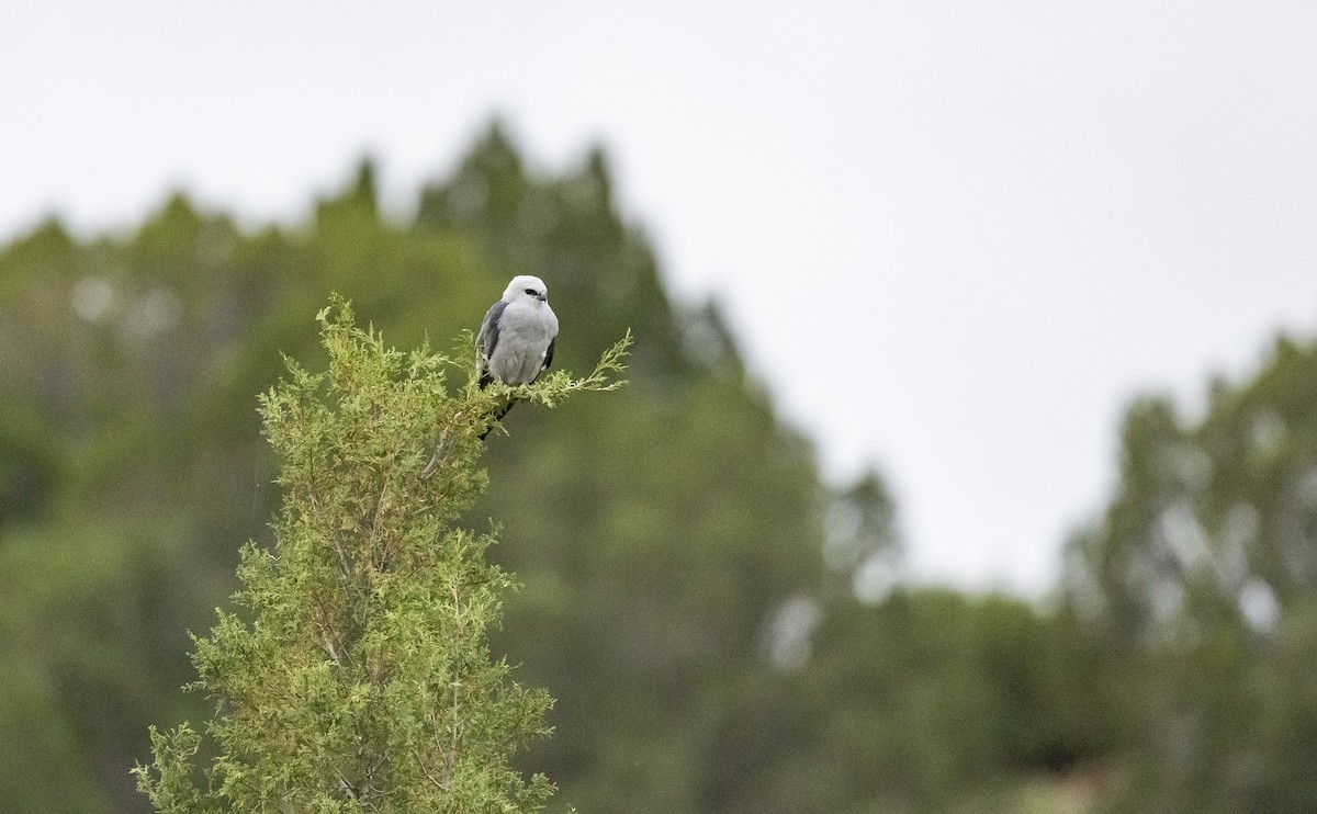 Mississippi Kite - ML589098181