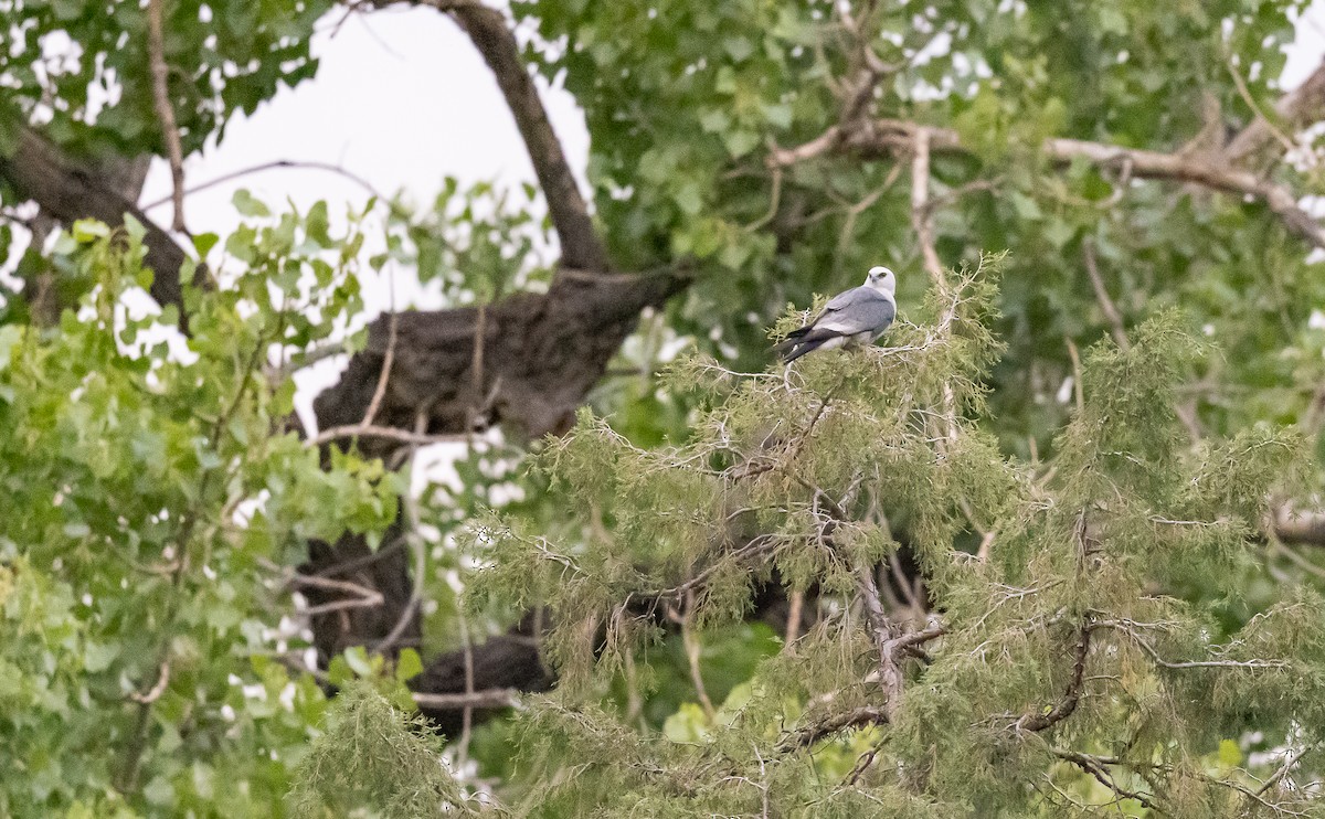 Mississippi Kite - ML589098191