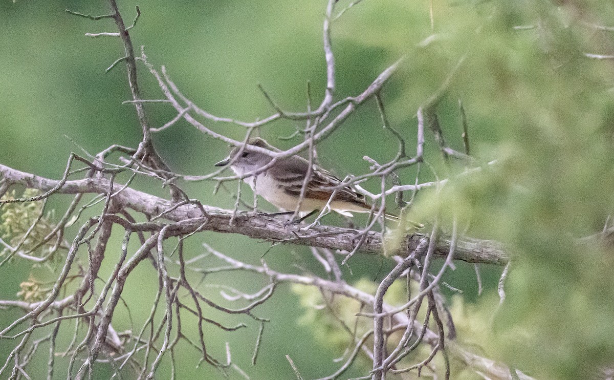 Ash-throated Flycatcher - ML589098221