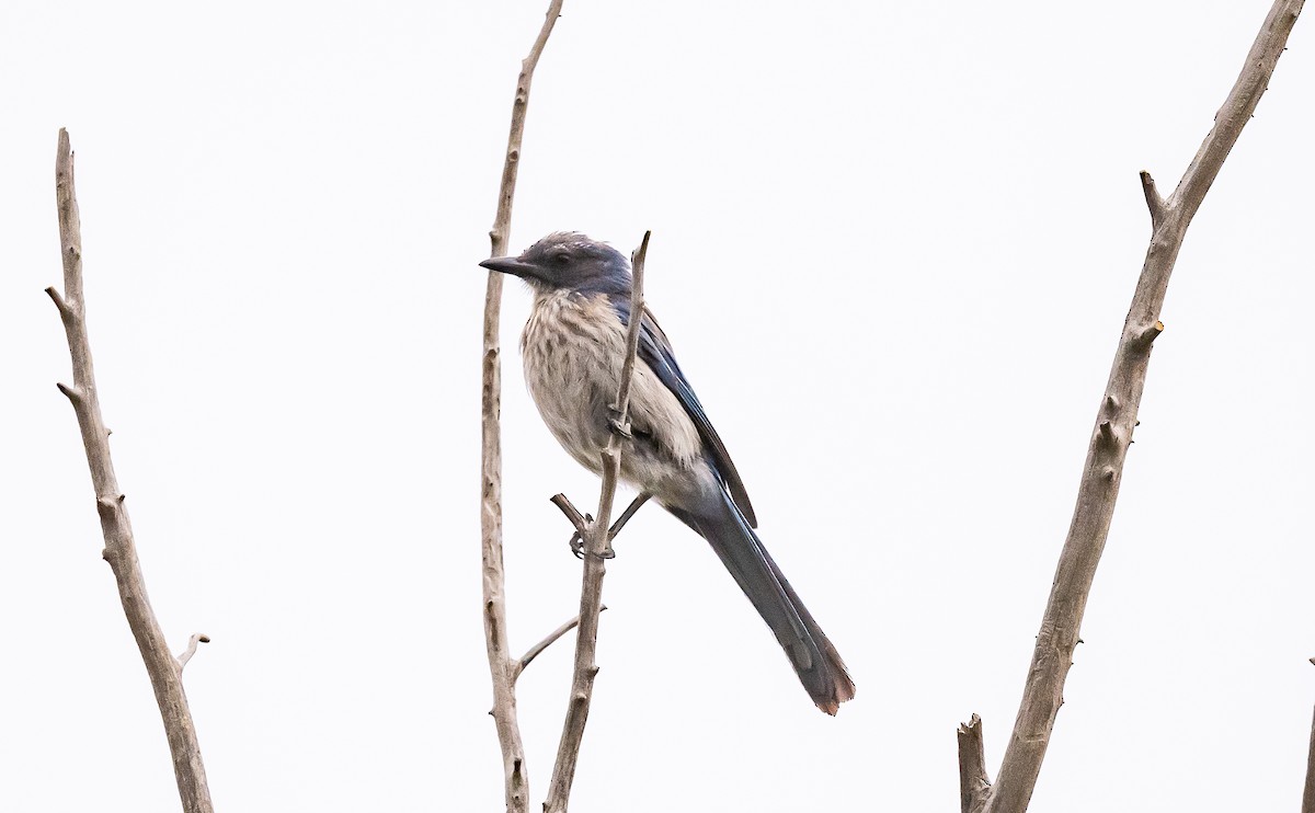 Woodhouse's Scrub-Jay - ML589098261