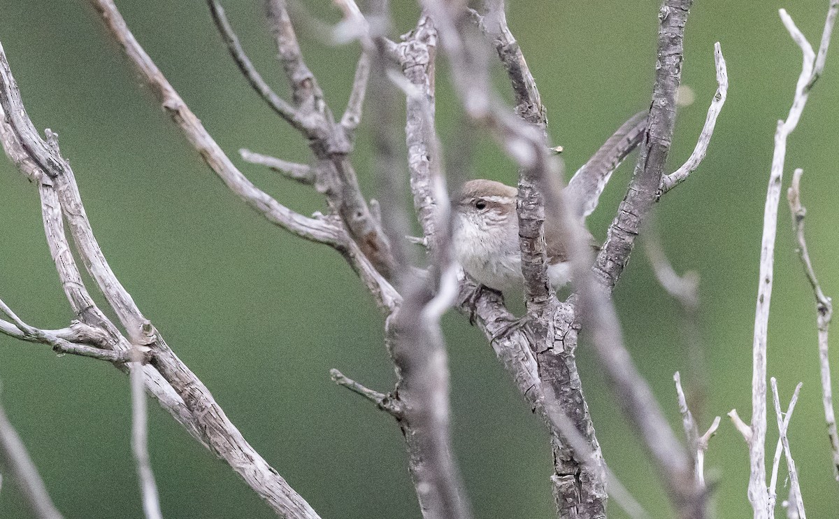 Bewick's Wren - ML589098311