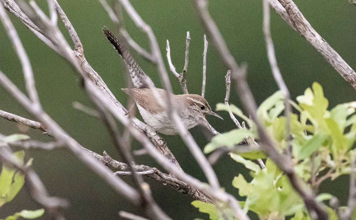 Bewick's Wren - ML589098321