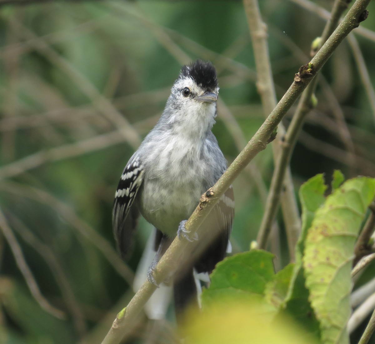 Large-billed Antwren - ML589098461